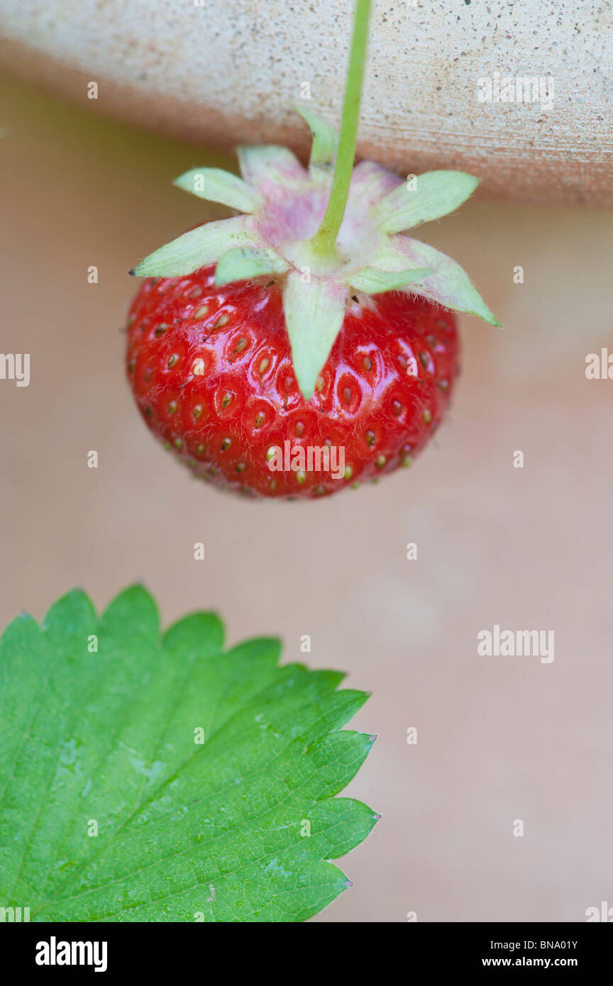 Fragaria x ananassa. Strawberry fruit in a terracotta pot close up Stock Photo