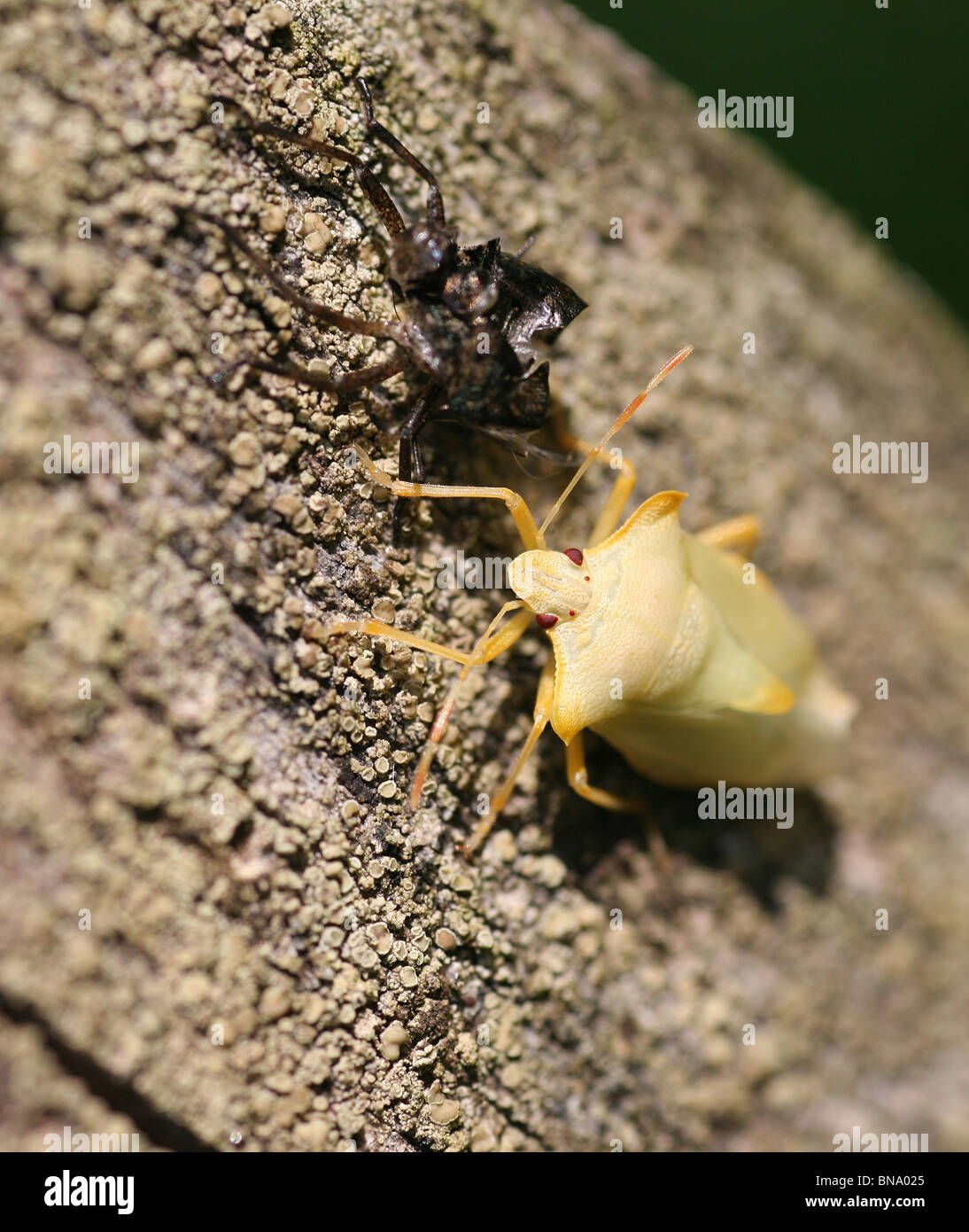 A green Shield or Stink Bug (Palomena prasina) drying in the sun after shedding it's skin, with the discarded skin next to it. Stock Photo