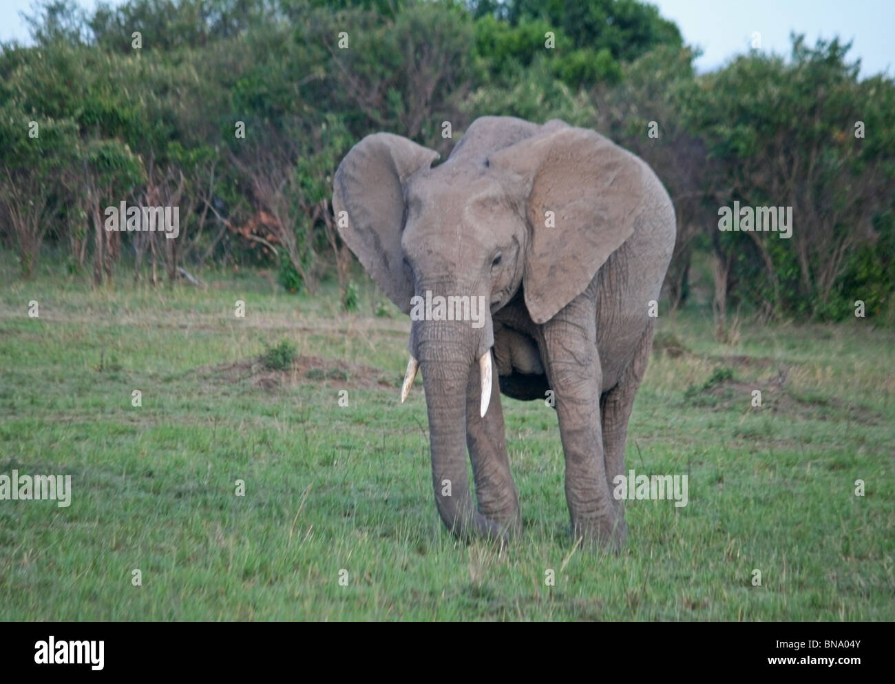 African Elephant standing in the grasslands of Masai Mara National Reserve, Kenya East Africa Stock Photo