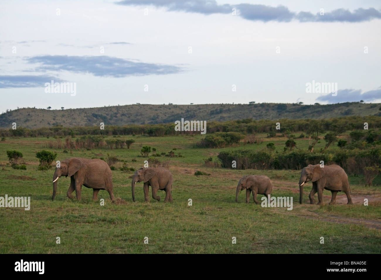 A family of Elephants walking across the grasslands of Masai Mara National Reserve, Kenya East Africa Stock Photo