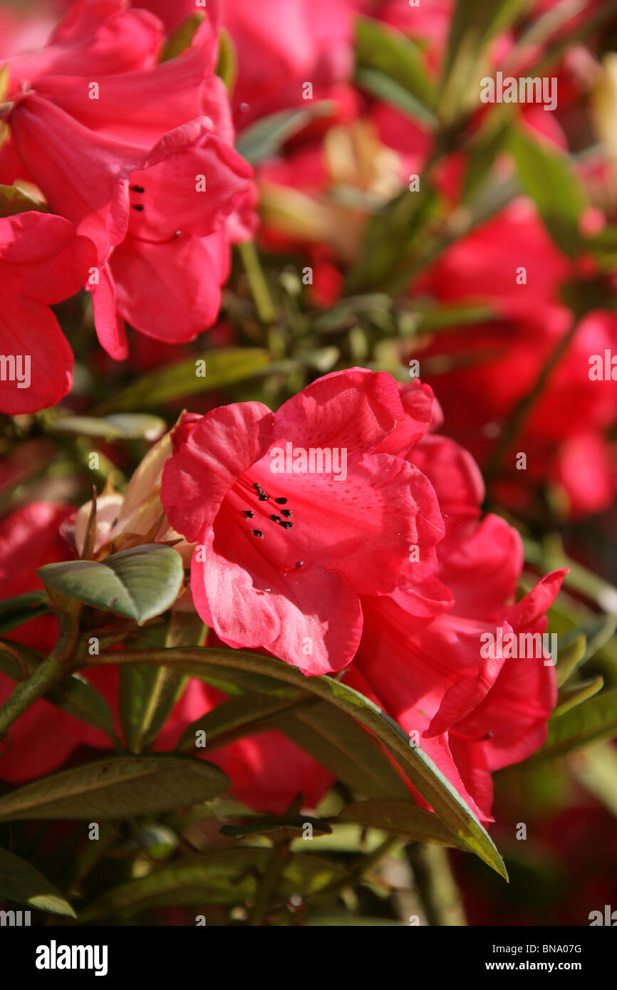 Red Rhododendron England Mount Pleasant Gardens, England. Close up spring view of red ...
