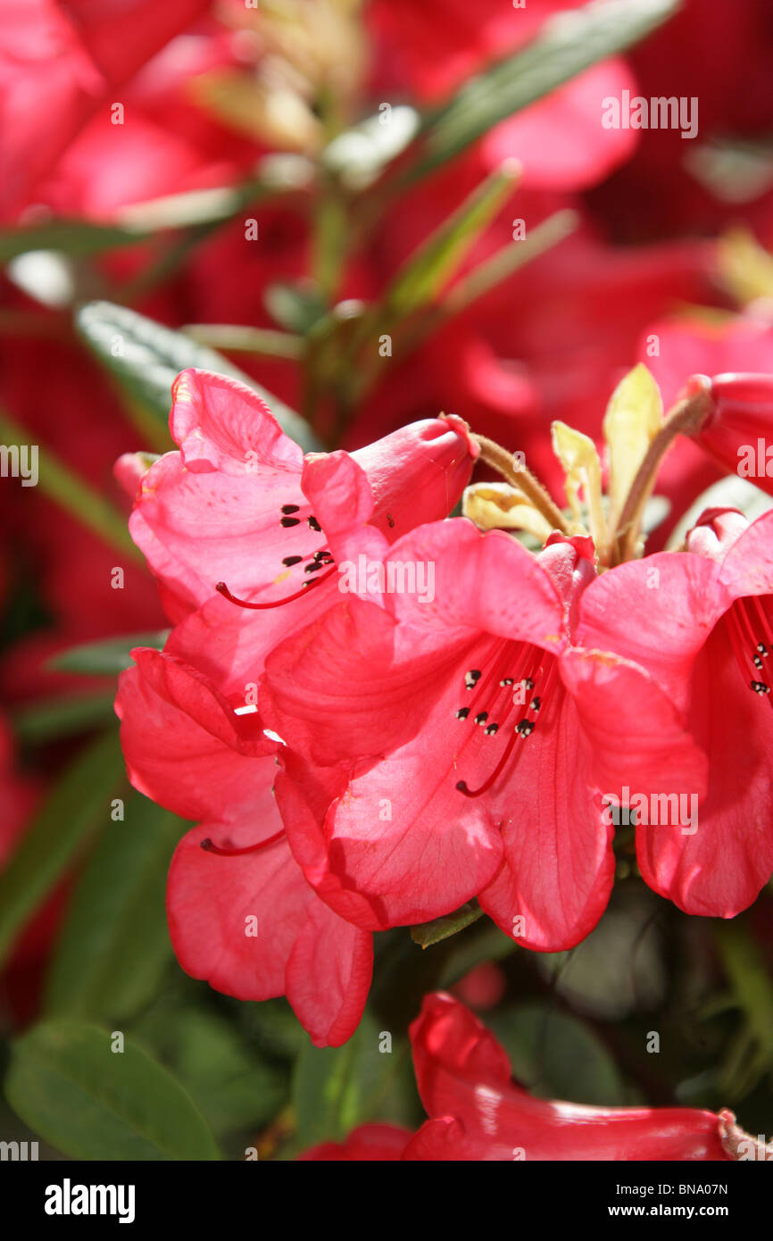 Red Rhododendron England Mount Pleasant Gardens, England. Close up spring view of red ...