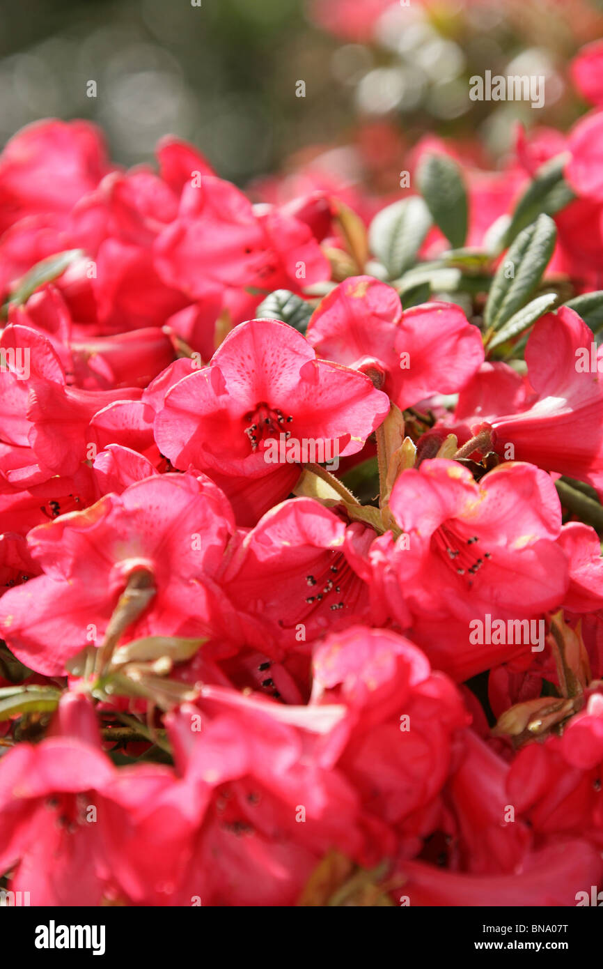 Red Rhododendron England Mount Pleasant Gardens, England. Close up spring view of red ...