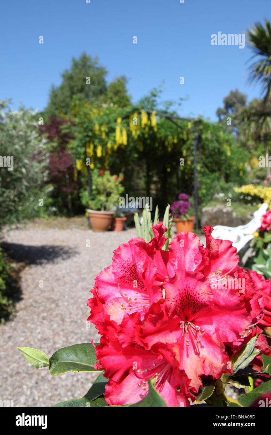 Red Rhododendron England Mount Pleasant Gardens, England. Colourful spring view of red ...