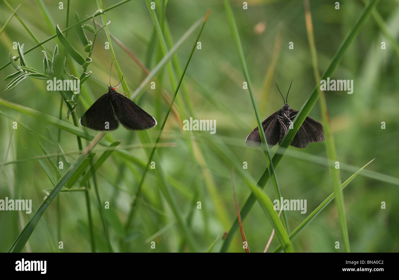 Two Chimney Sweeper moths (Odezia atrata) showing the underwings and top wings, Cressbrook Dale, Derbyshire, England, UK Stock Photo