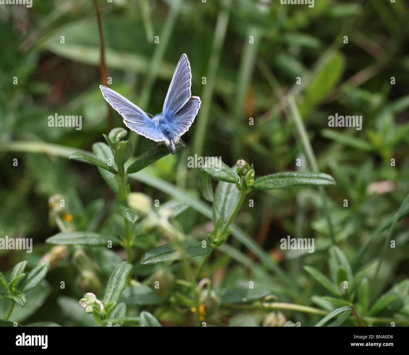 Male butterflies hires stock photography and images Alamy