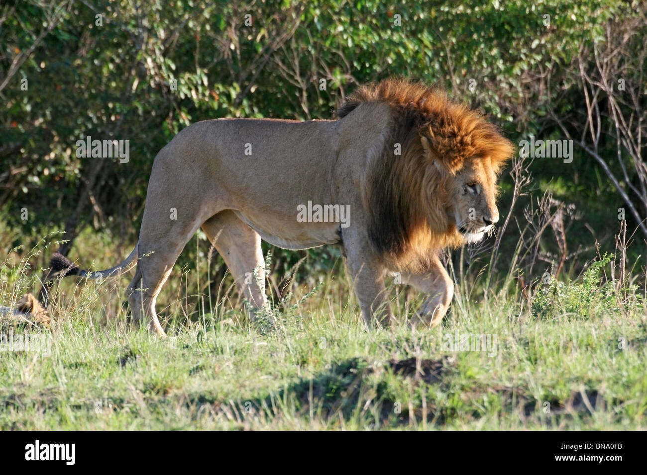 A young male Lion with red mane walking in the Savannah's of Masai Mara National Reserve, Kenya, East Africa. Stock Photo