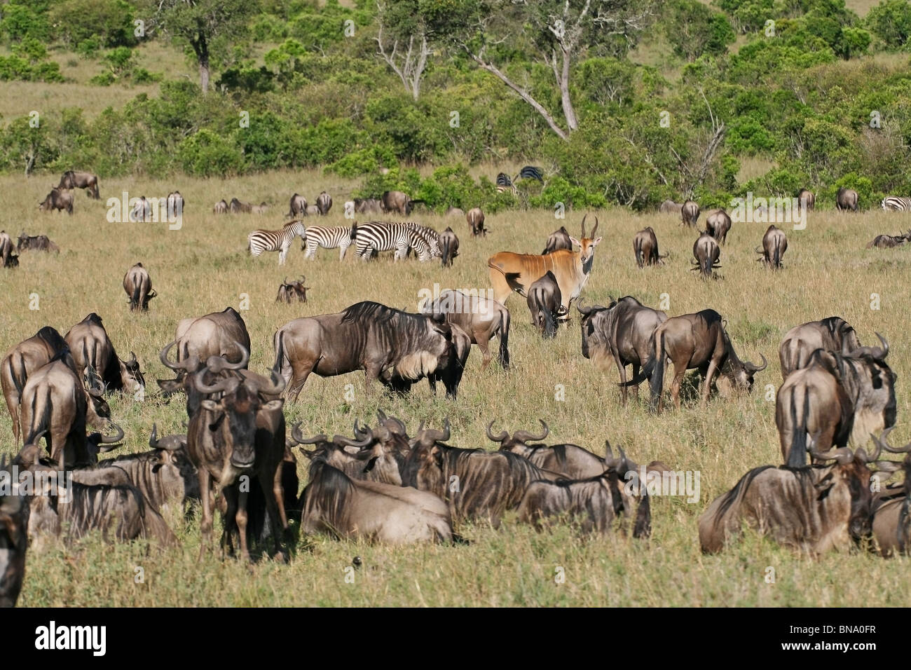 Thousands of Wildebeests, Zebras, Elands and Gazelles grazing in Masai Mara National Reserve, Kenya, East Africa Stock Photo