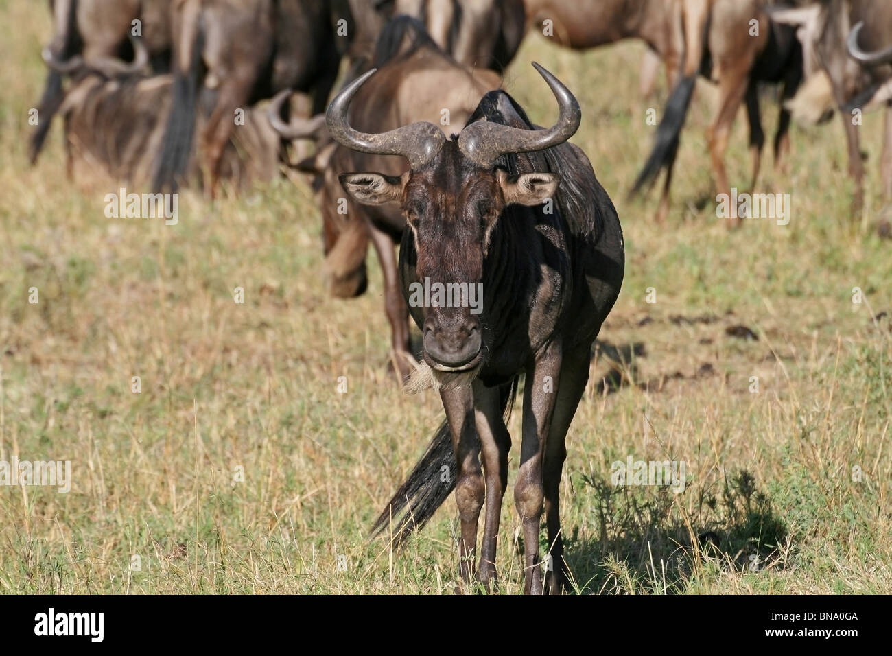A Black Wildebeest Portrait shot. Picture taken in Masai Mara National Reserve, Kenya, East Africa Stock Photo