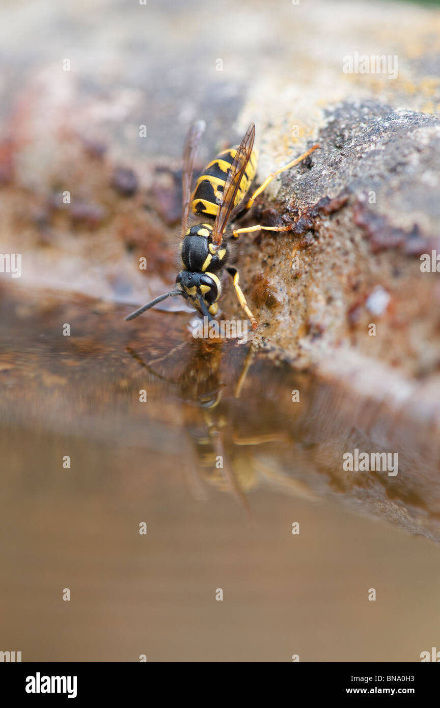 Vespula vulgaris. Common wasp. Yellowjacket wasp drinking from a bird bath in an english garden