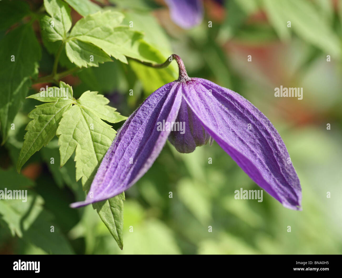 A close up shot of a Clematis alpina "Pamela Jackman" flower and leaves Stock Photo