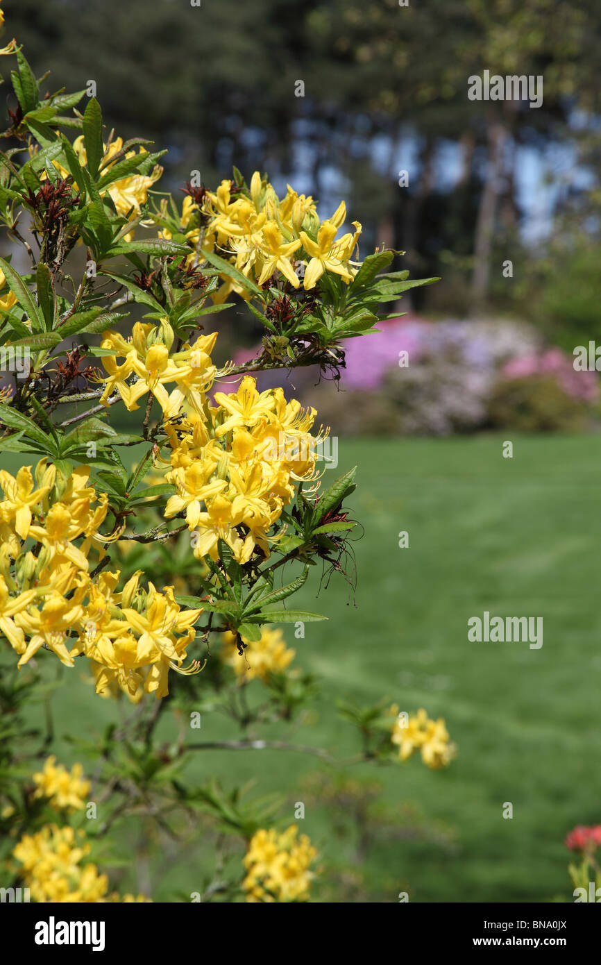 Ness Botanic Gardens, England. Spring view of yellow azaleas in full bloom with the Rhododendron Border in the background. Stock Photo