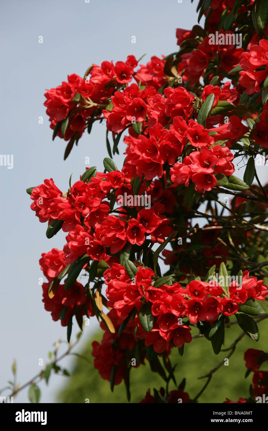 Red Rhododendron England Ness Botanic Gardens, England. Spring view of red rhododendrons in full ...