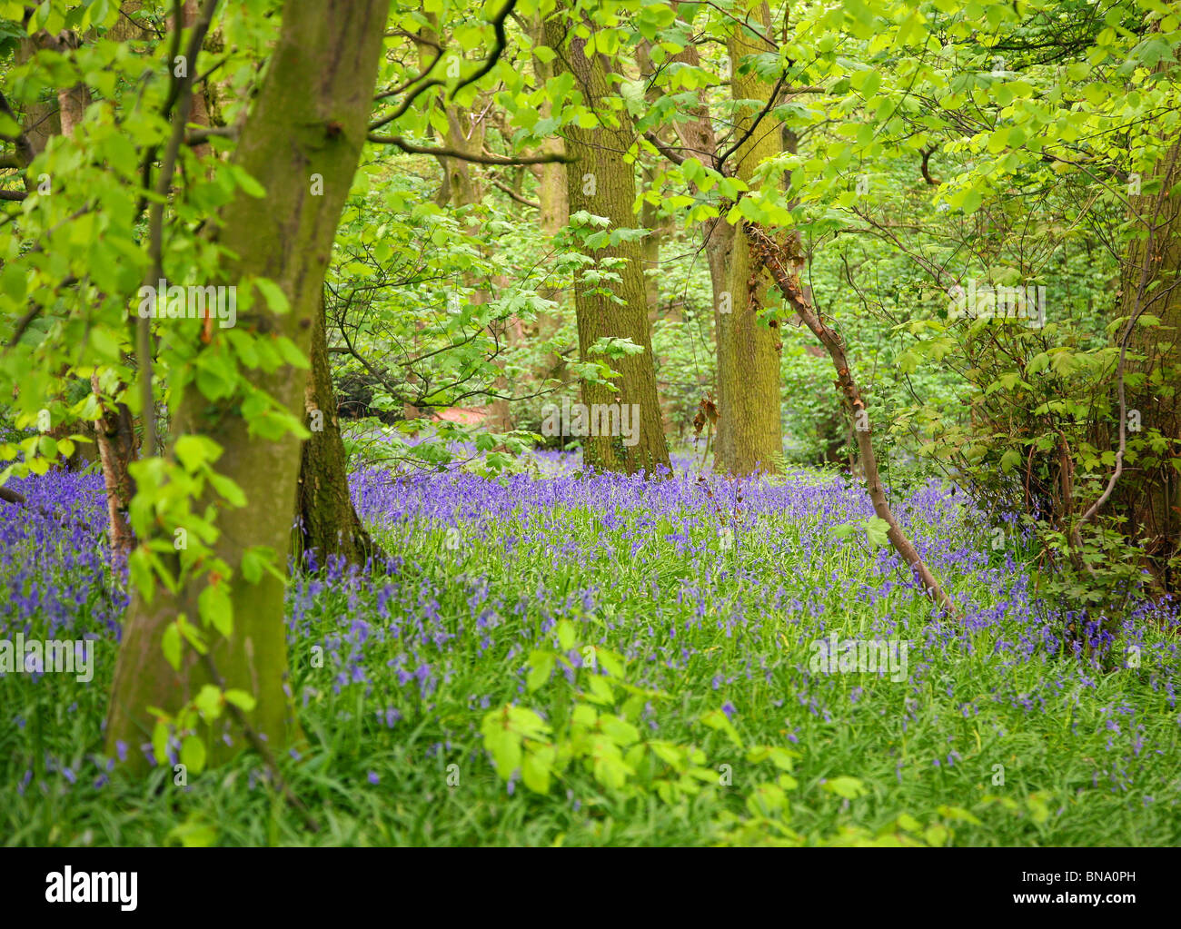 Common Bluebells (Hyacinthoides non-scripta) in an English wood Stock Photo