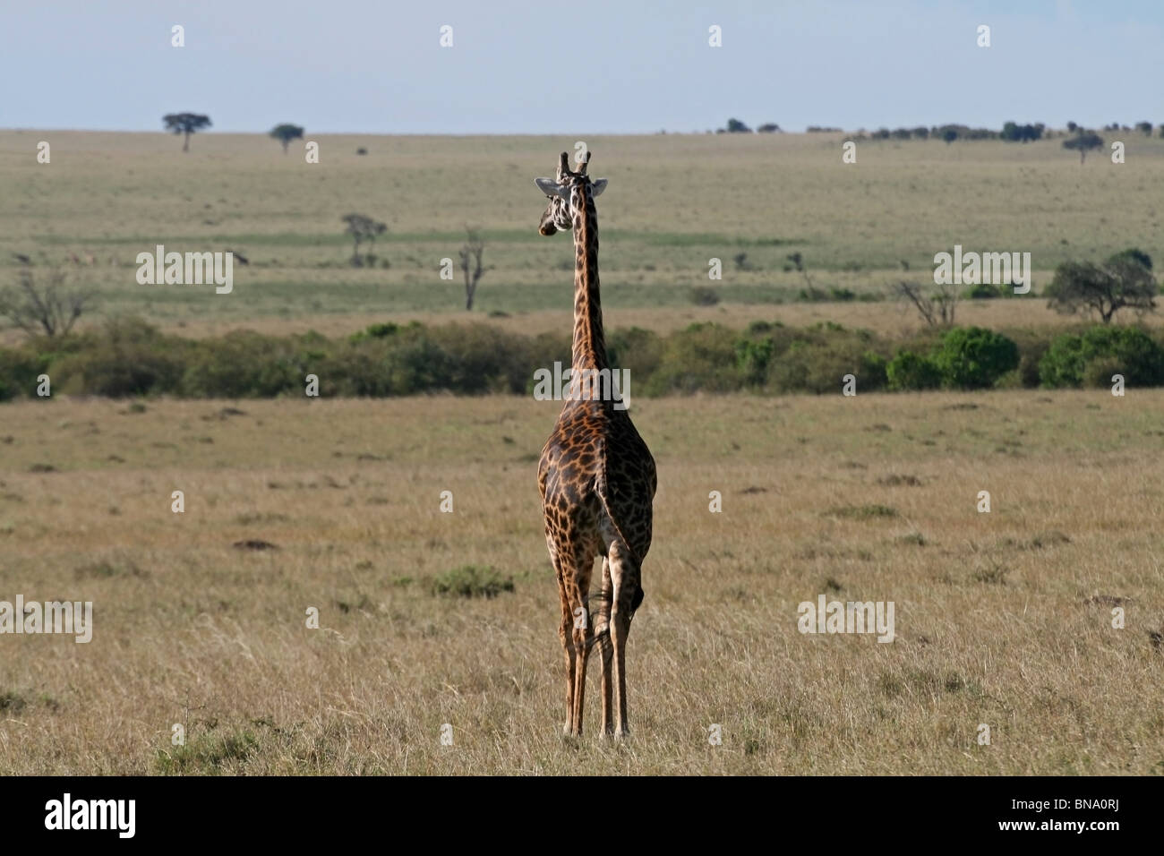 A Masai Giraffe walking in the Savannah's of Masai Mara National Reserve, Kenya, East Africa Stock Photo