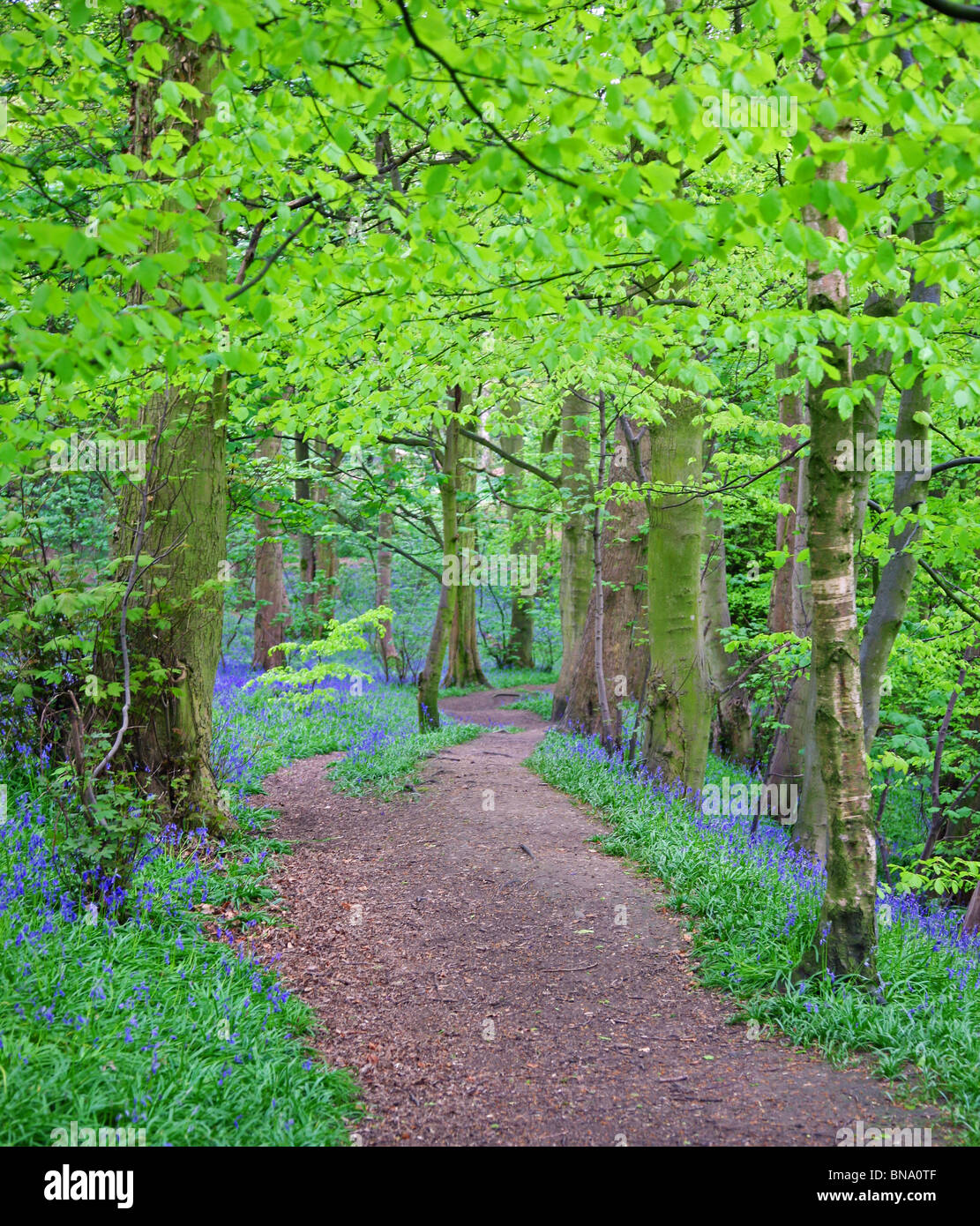 Common Bluebells (Hyacinthoides non-scripta) in an English wood Stock Photo