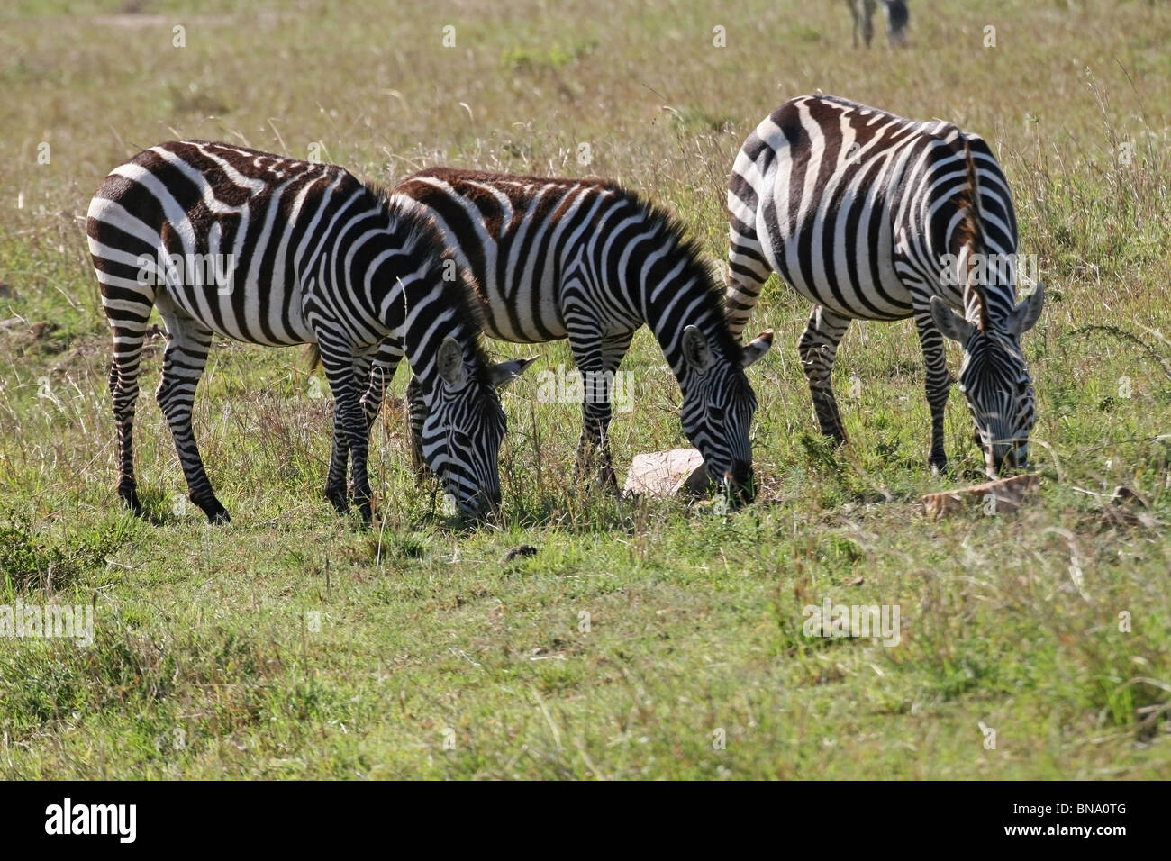 Plains Zebra in the Savannah's of Masai Mara National Reserve, Kenya, East Africa Stock Photo