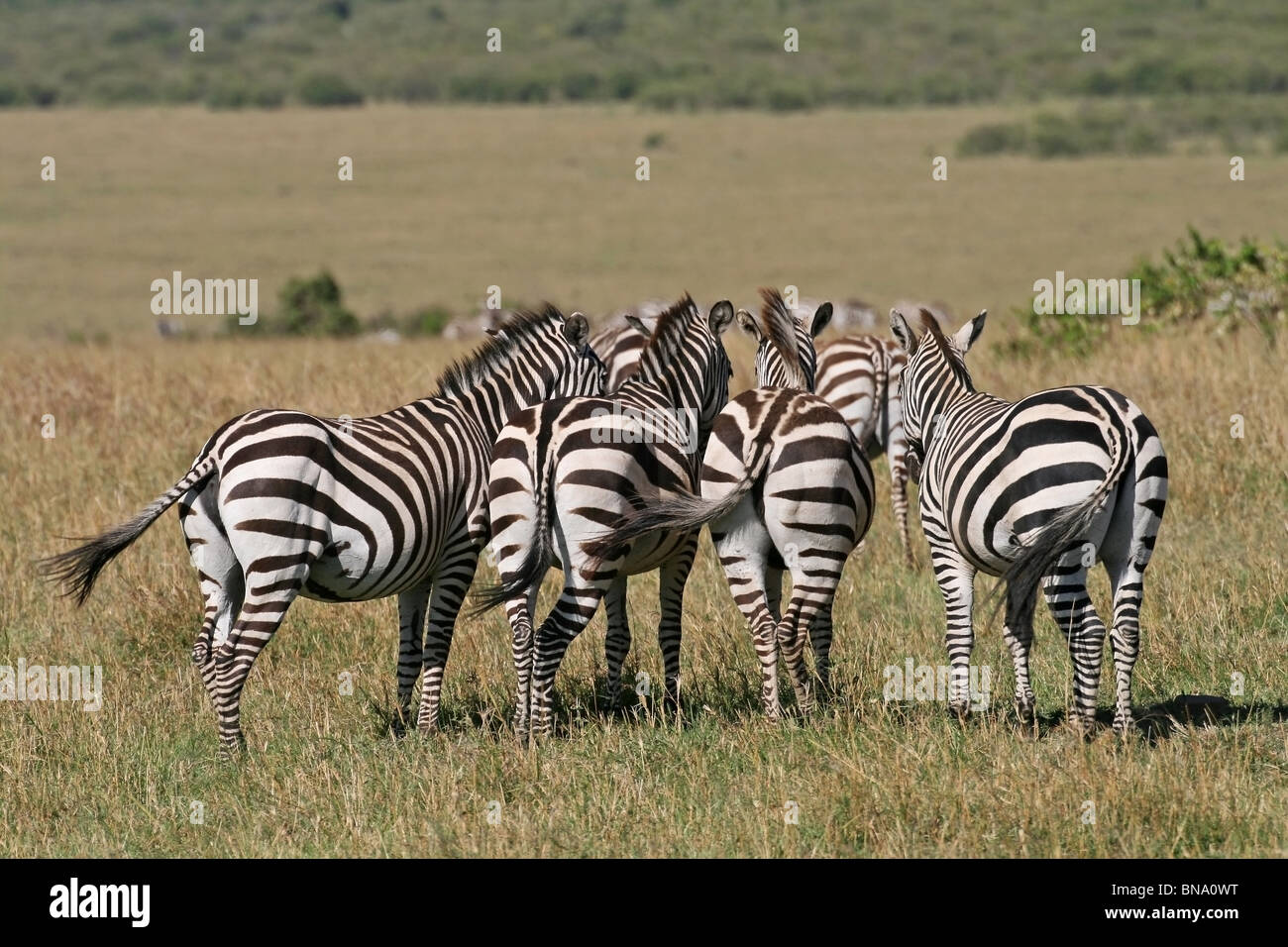 Plains Zebras in the Savannah's of Masai Mara National Reserve, Kenya, East Africa Stock Photo