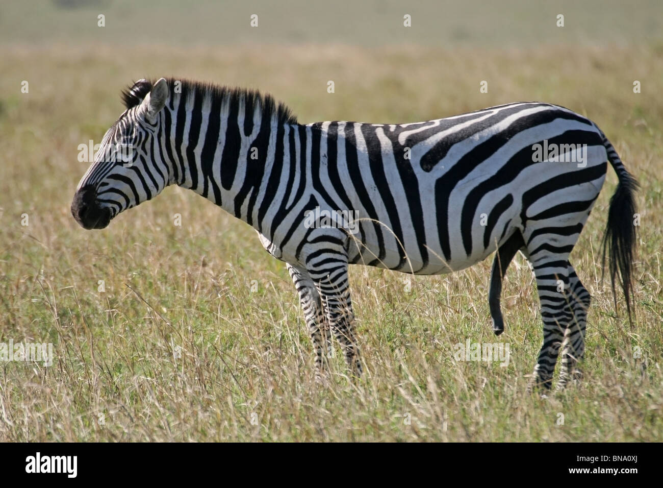 Plains Zebra portrait shot taken in Masai Mara National Reserve, Kenya, East Africa Stock Photo