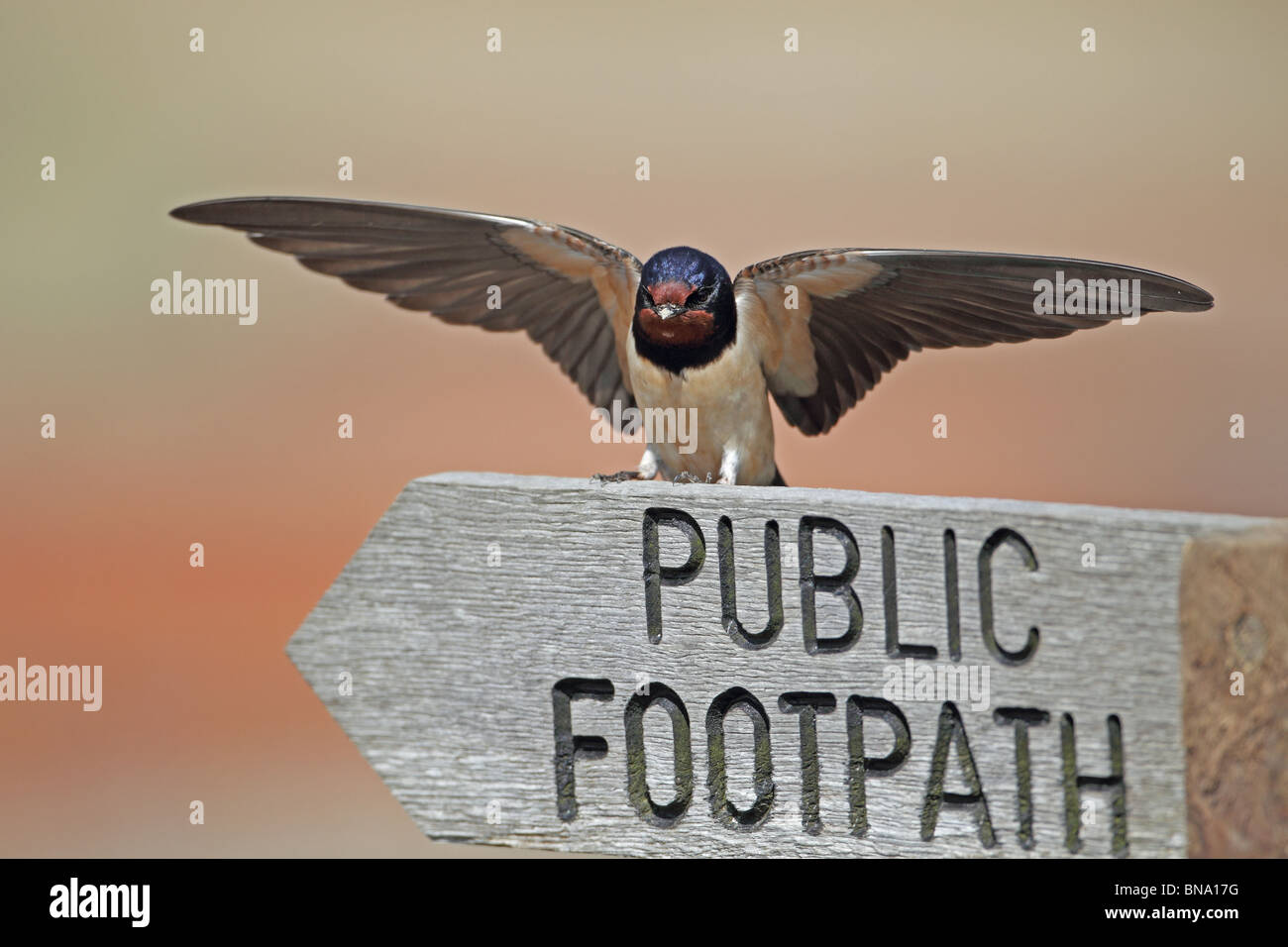 Swallow (Hirundo rustica) Stock Photo