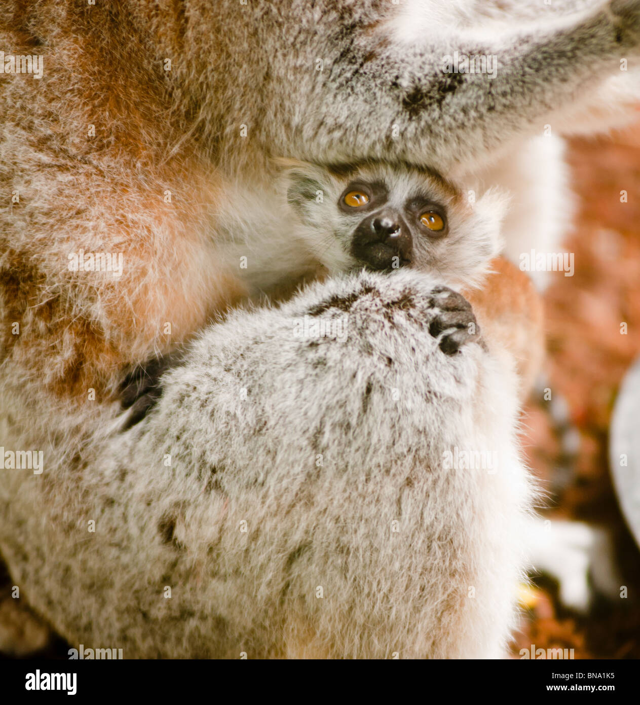 Baby Lemur clings on tight to its mother Stock Photo