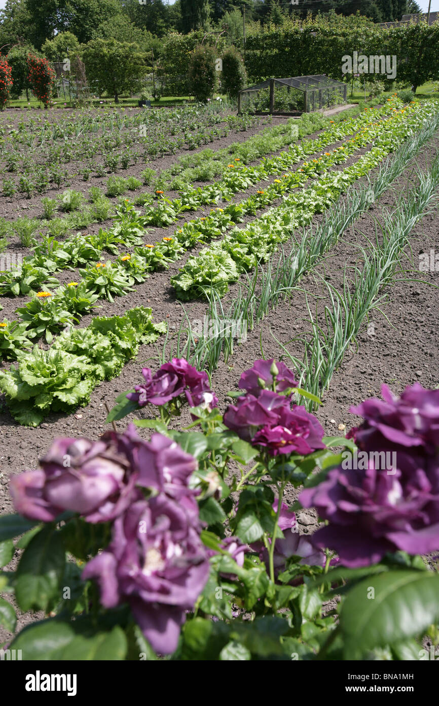 Rode Hall Country House and Gardens. Early summer view of Rode Hall’s Walled Kitchen Garden vegetable plots. Stock Photo