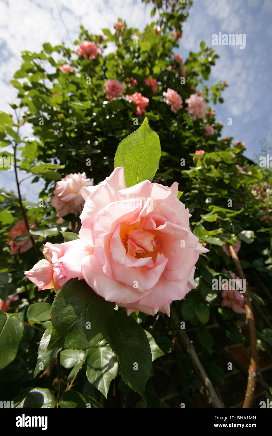 Rose covered house hi-res stock photography and images - Alamy