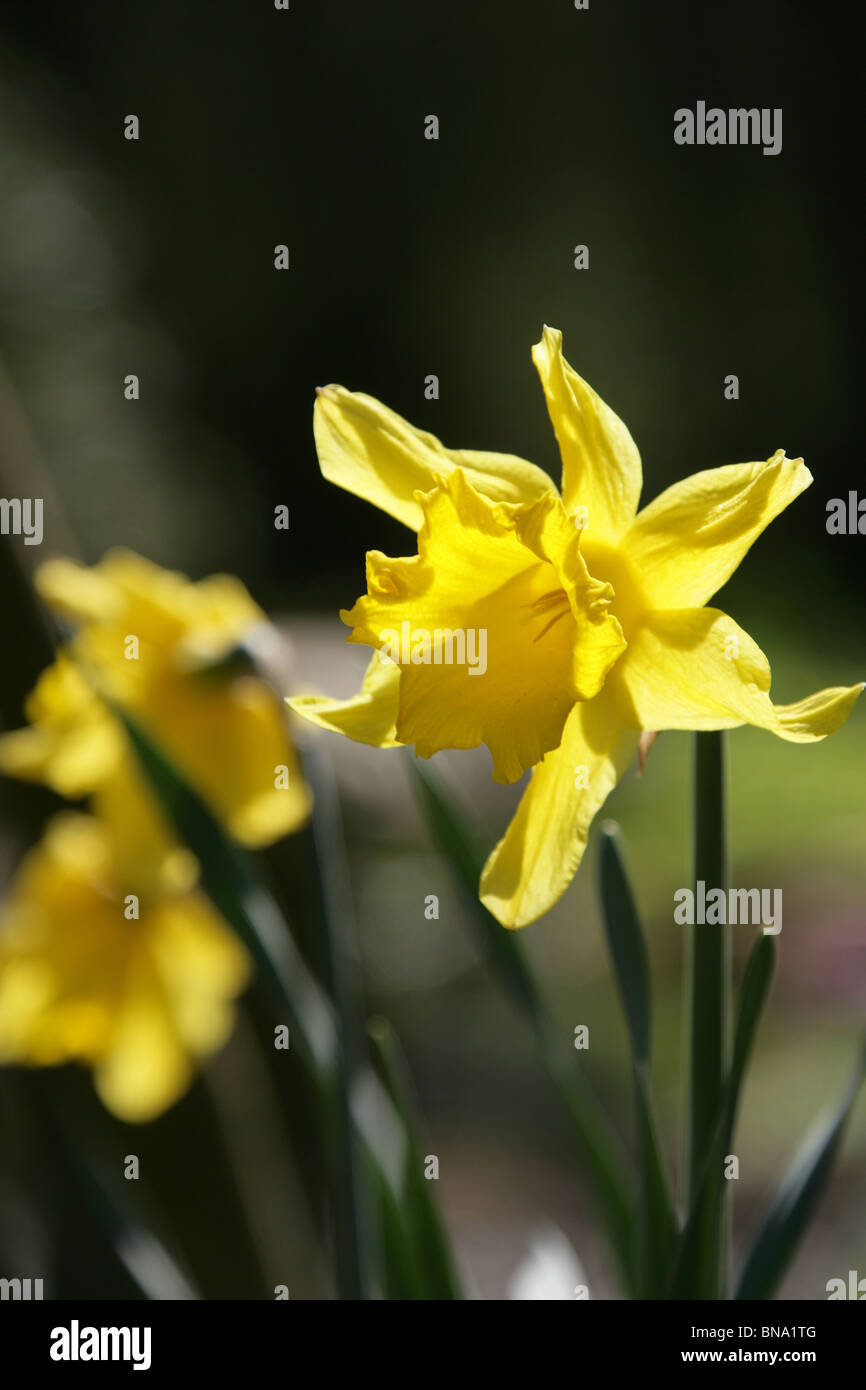 Stonyford Cottage Gardens, England. Close up spring view of daffodils in full bloom at Stonyford Cottage Gardens. Stock Photo