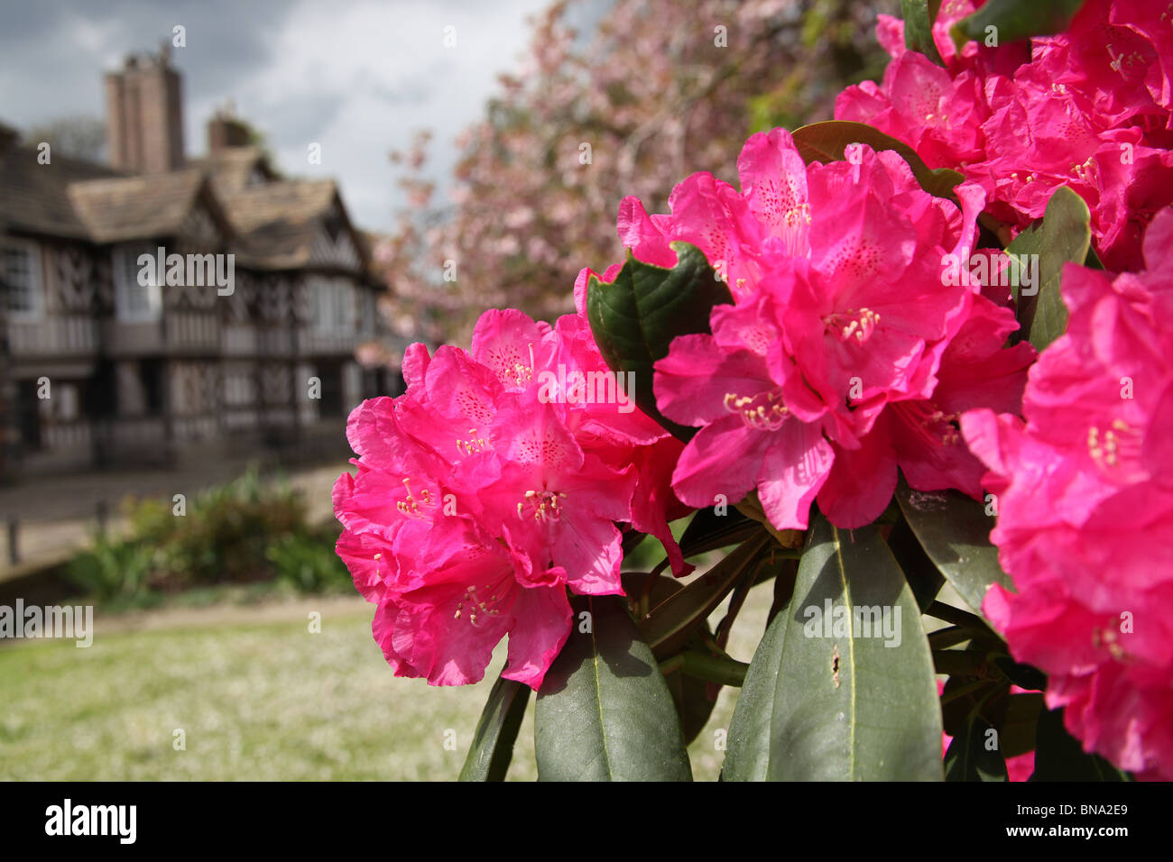 Adlington Hall & Gardens, England. Red rhododendrons in full bloom with the Tudor exterior of Adlington Hall in the background. Stock Photo