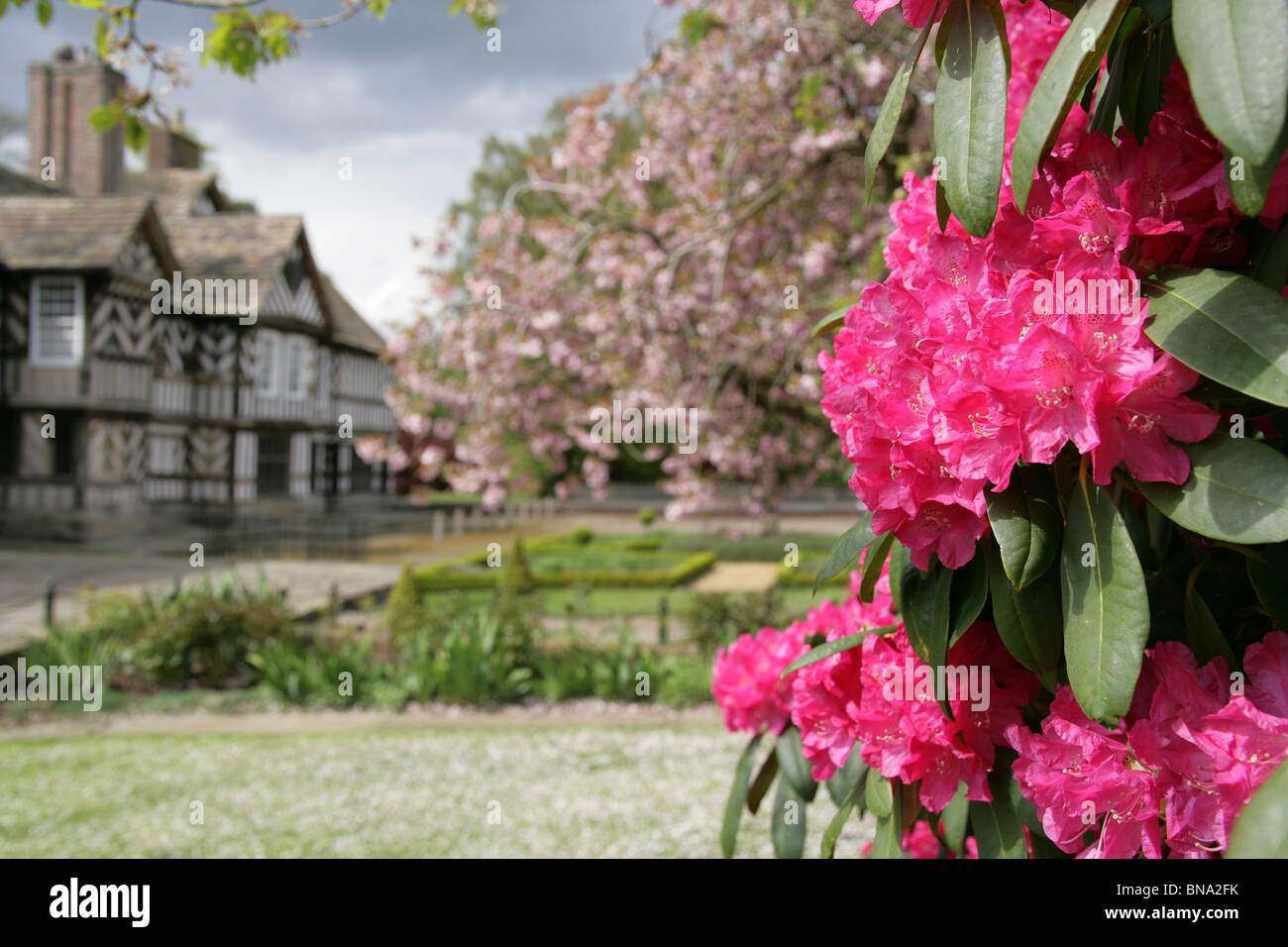 Red Rhododendron England Adlington Hall & Gardens, England. Red rhododendrons in full bloom with ...
