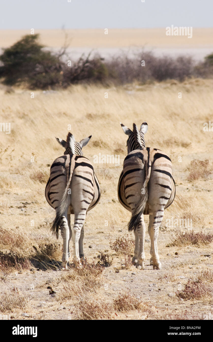 Zebras in namibia hi-res stock photography and images - Alamy