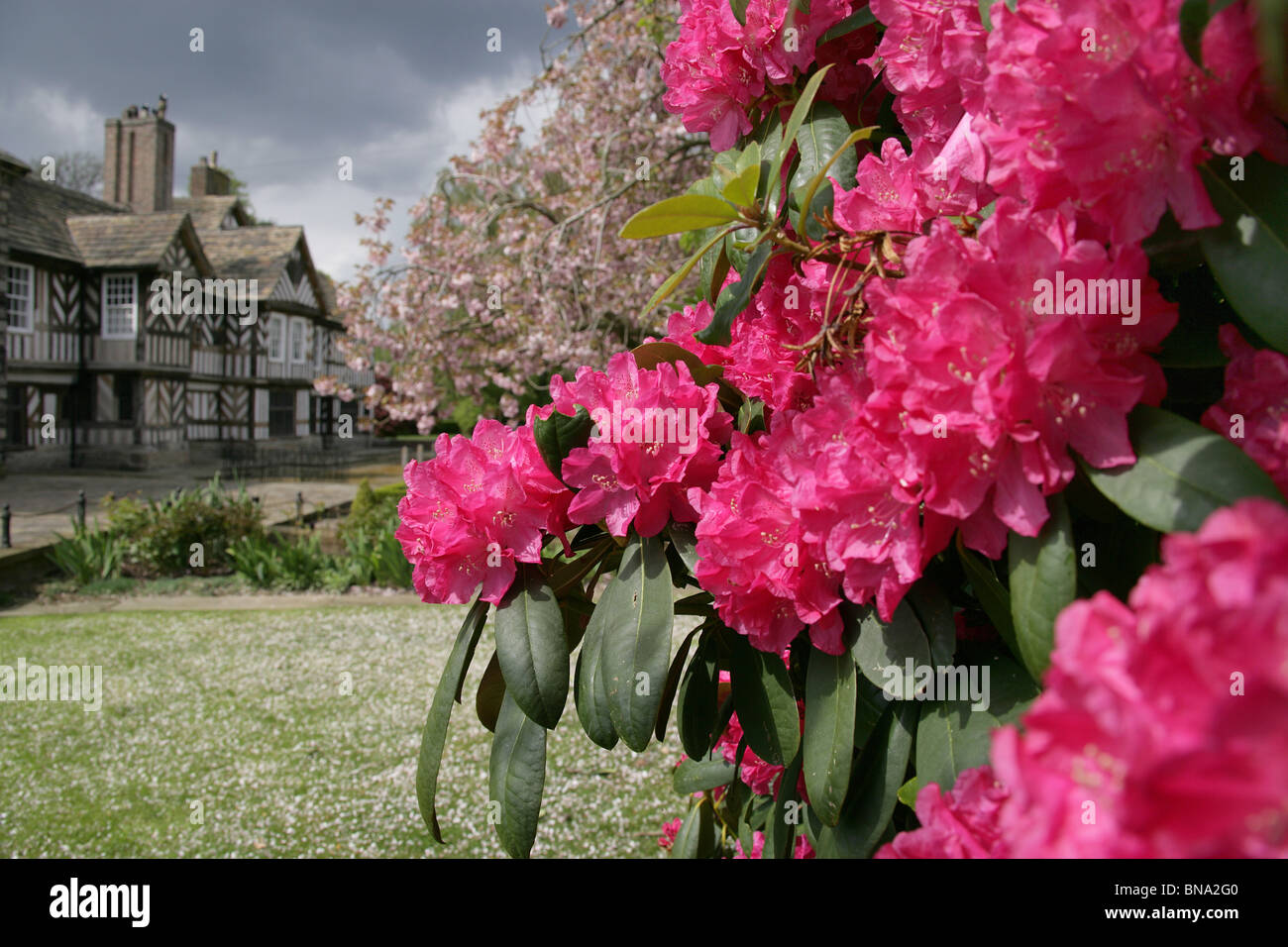 Adlington Hall & Gardens, England. Red rhododendrons in full bloom with the Tudor exterior of Adlington Hall in the background. Stock Photo