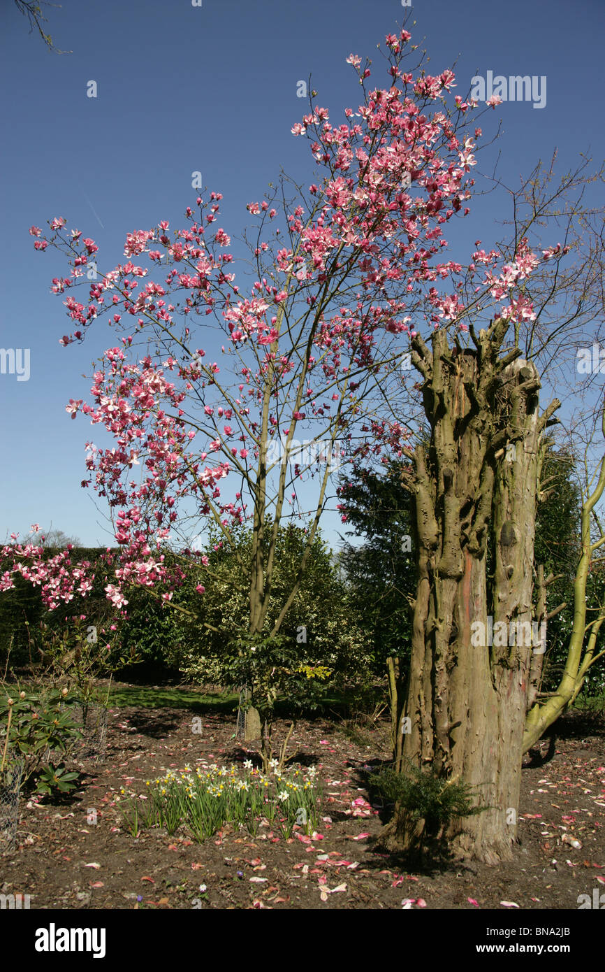 Arley Hall & Gardens, England. Spring view of a magnolia sprengeri in full bloom at Arley Hall’s woodland garden, the Grove. Stock Photo
