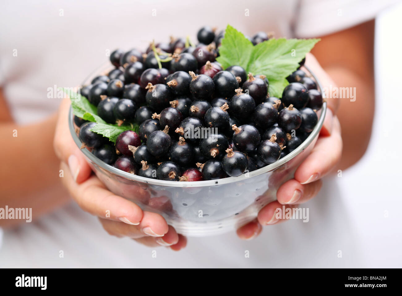 Crockery with black currant in woman hands. Stock Photo