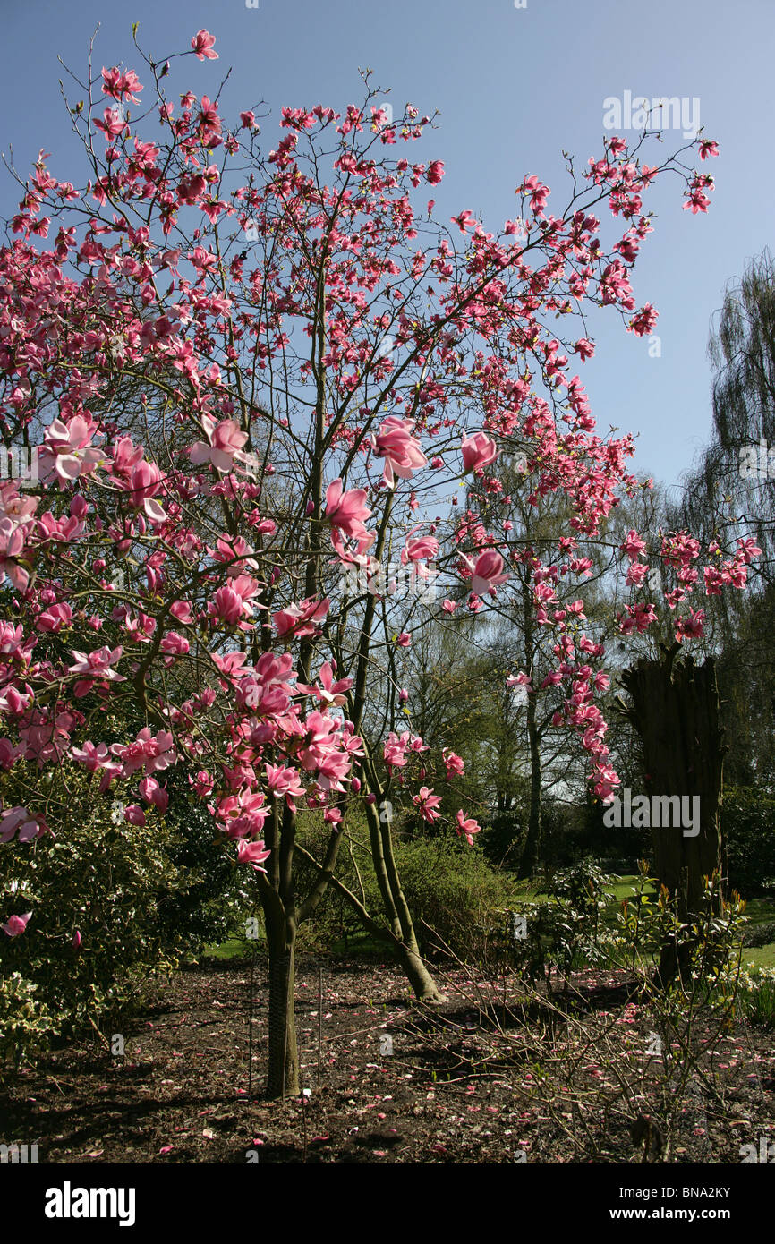 Arley Hall & Gardens, England. Spring view of a magnolia sprengeri in full bloom at Arley Hall’s woodland garden, the Grove. Stock Photo