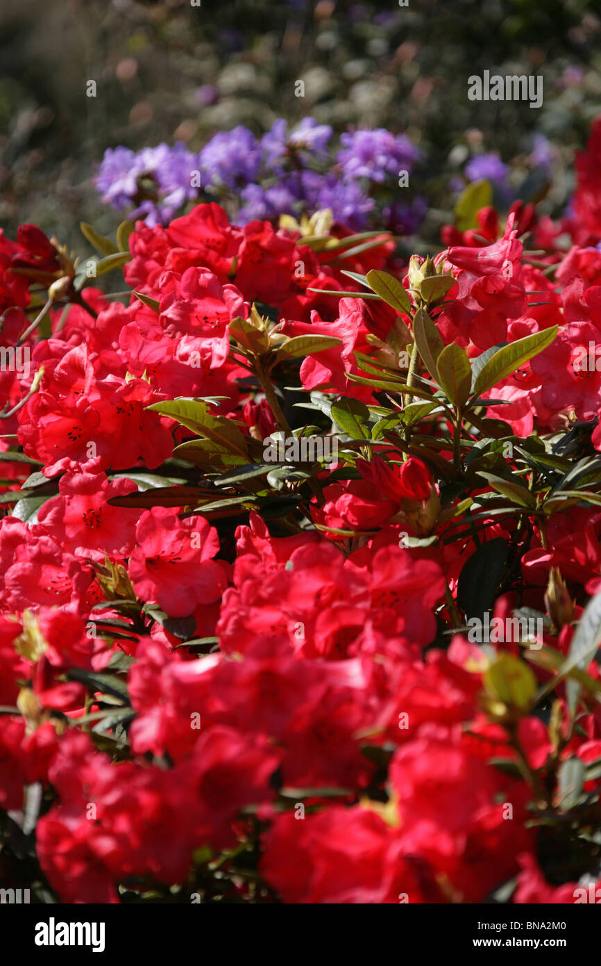 Red Rhododendron England Arley Hall & Gardens, England. Red rhododendrons in full bloom within ...