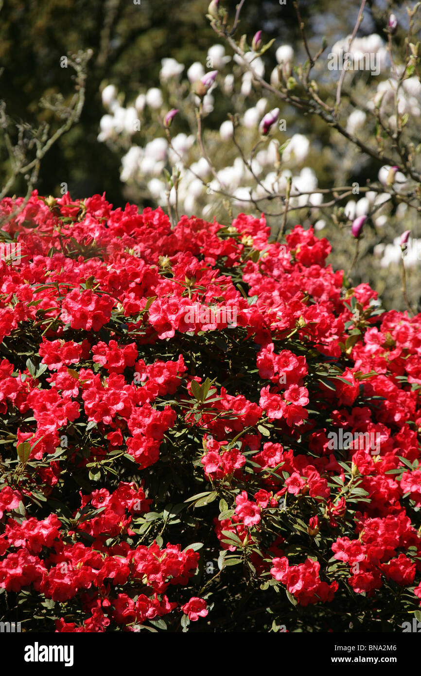 Red Rhododendron England Arley Hall & Gardens, England. Red rhododendrons in full bloom within ...