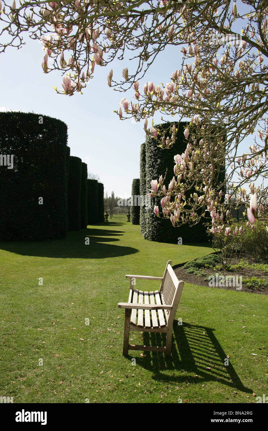 Arley Hall & Gardens, England. Spring view of a magnolia tree in full
