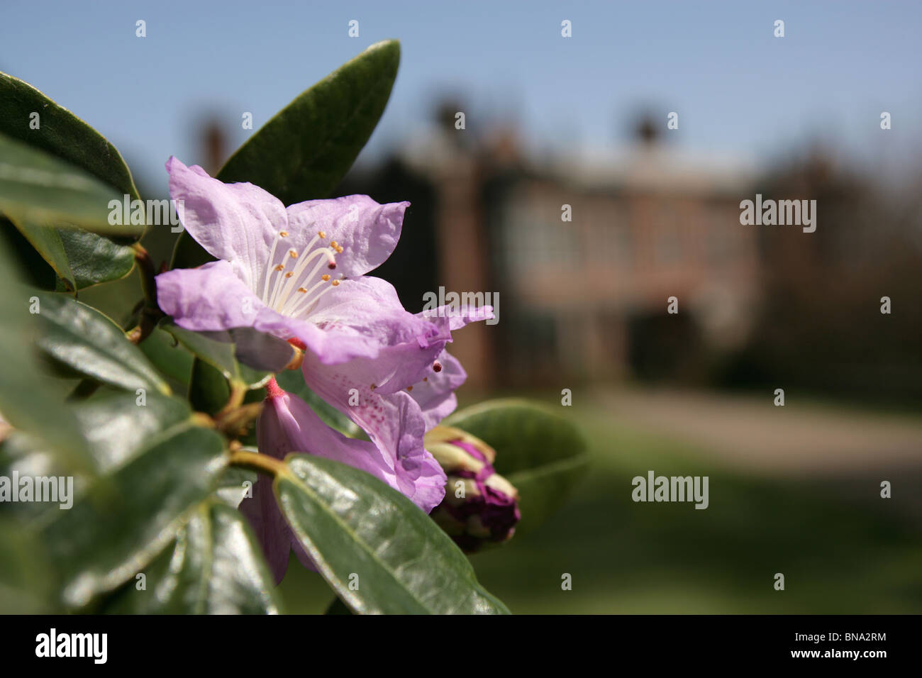 Arley Hall & Gardens, England. Close up view of violet rhododendrons on the Furlong Walk of Arley Hall Gardens. Stock Photo