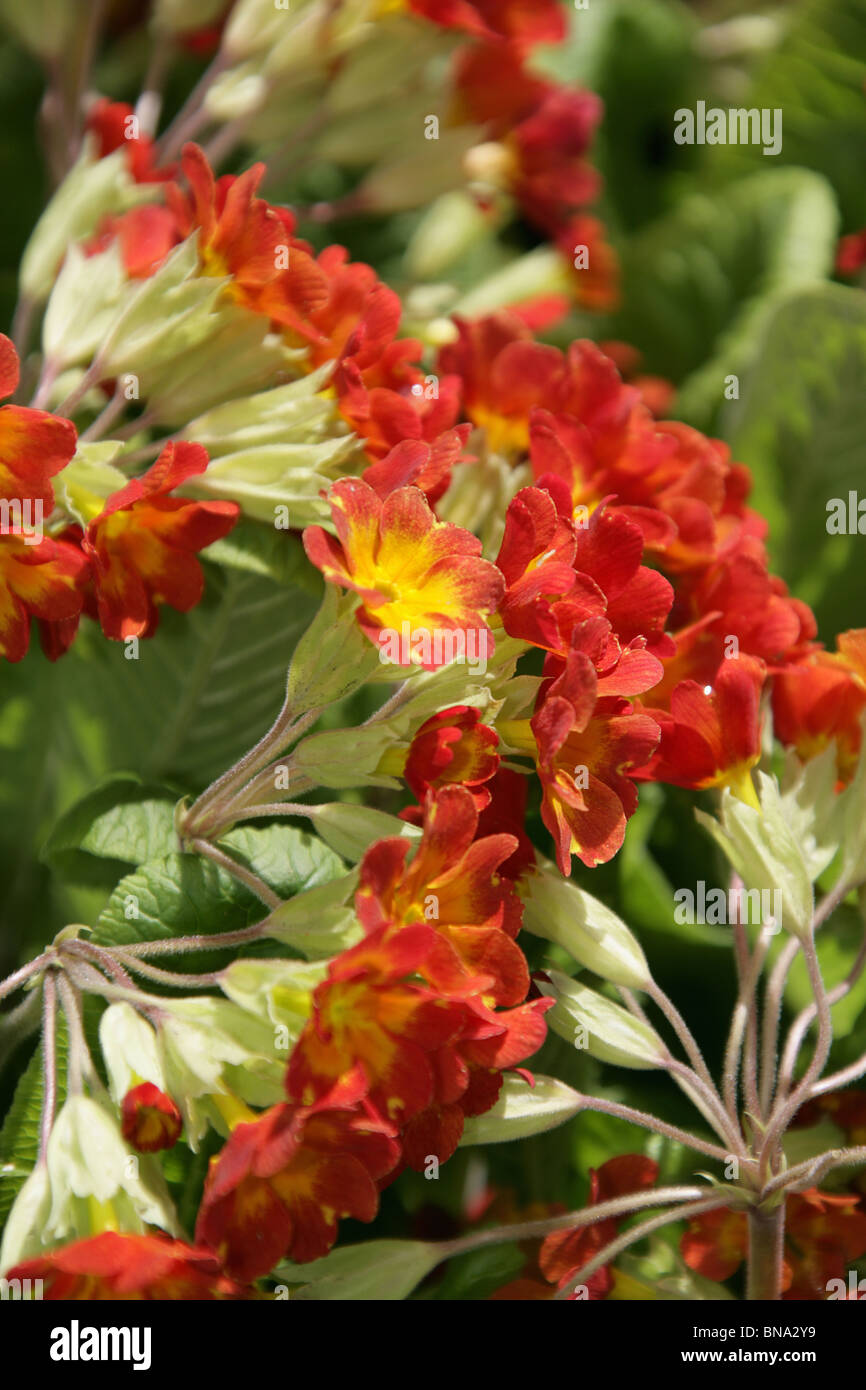 Bluebell Cottage Gardens, England. Close up spring view of red and yellow primulas in full bloom at Bluebell Cottage Gardens. Stock Photo