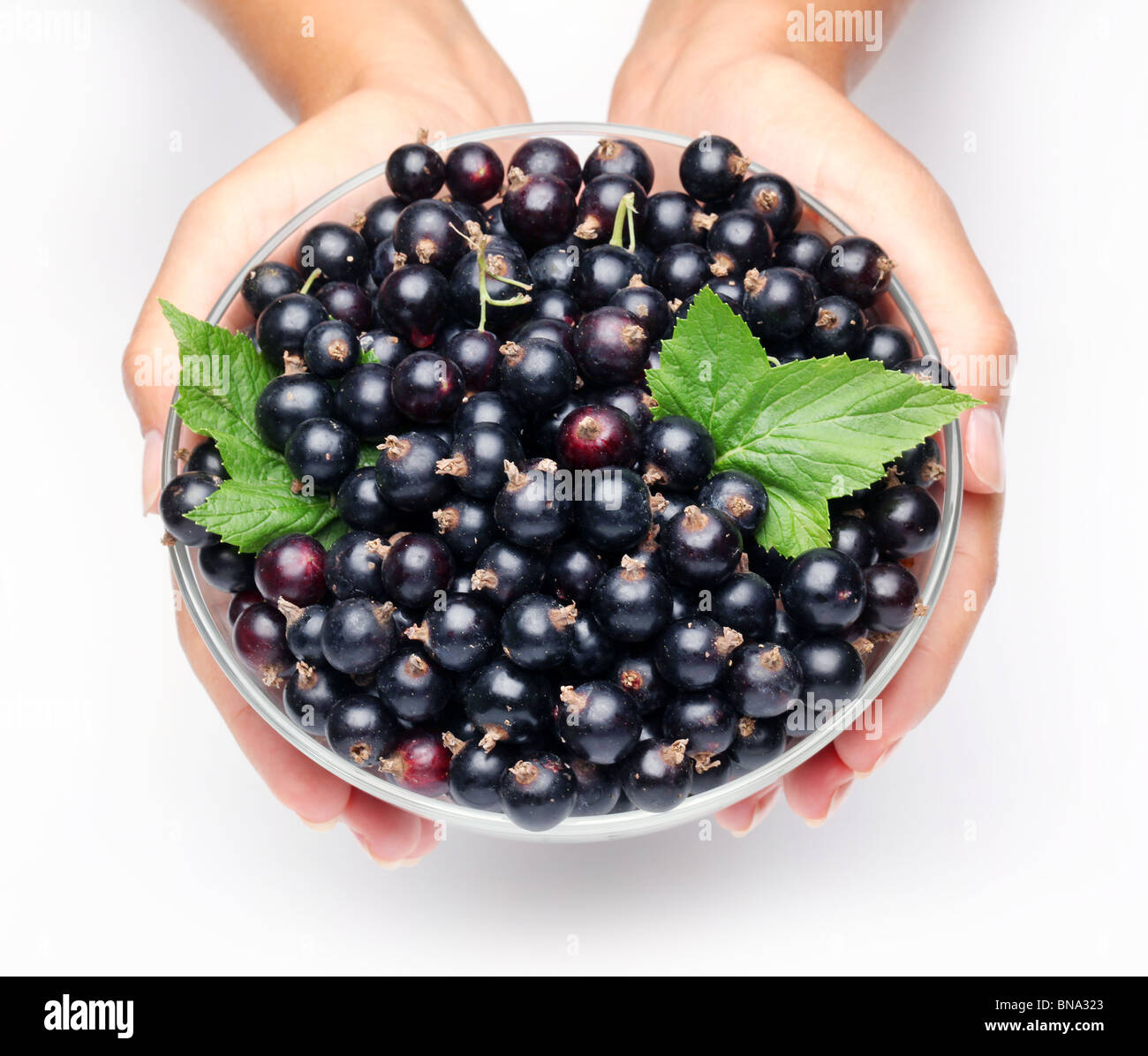 Crockery with black currant in woman hands. Isolated on a white background. Stock Photo