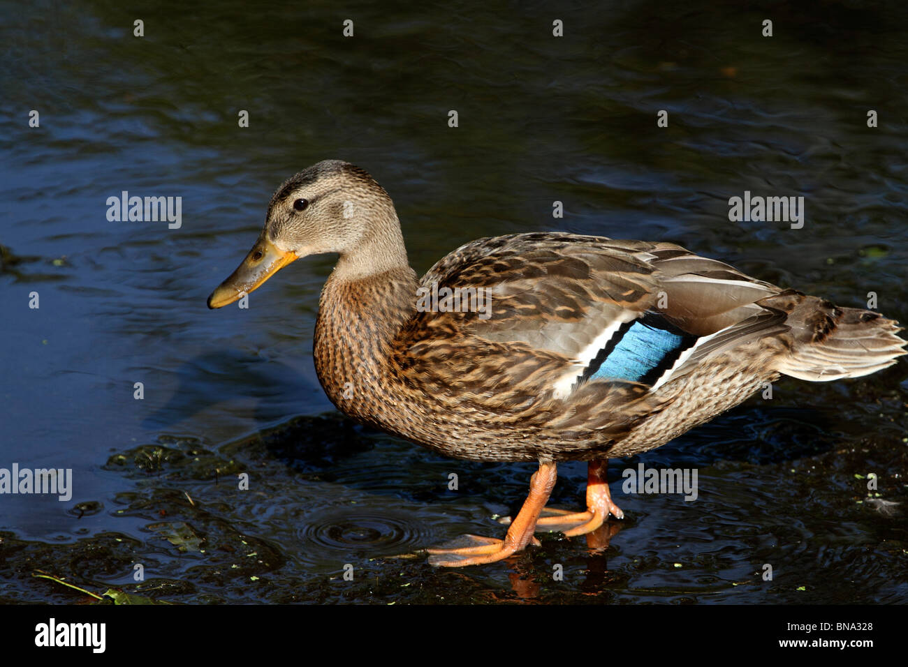 Mallard Duck, Anas platyrhynchos, females standing in a stream Stock Photo