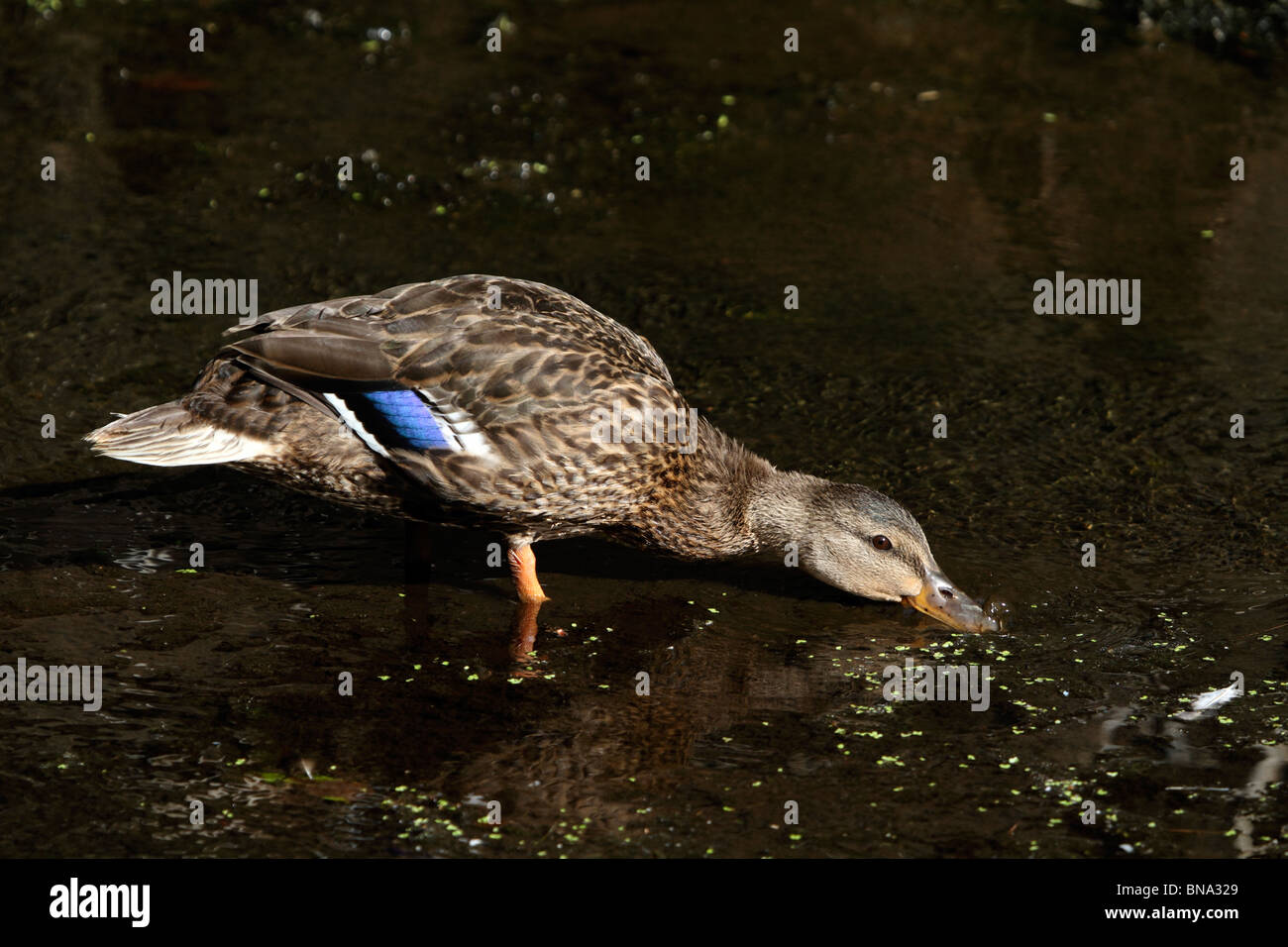 Mallard Duck, Anas platyrhynchos, female feeding in a shallow stream Stock Photo