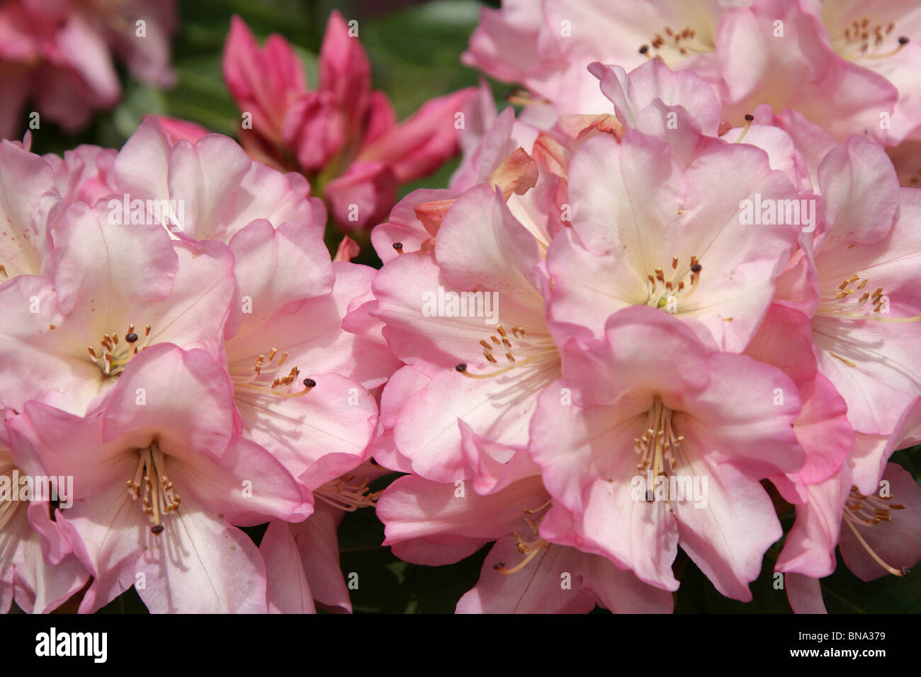 Bridgemere Nursery & Garden World. Close up view of pink rhododendron ...