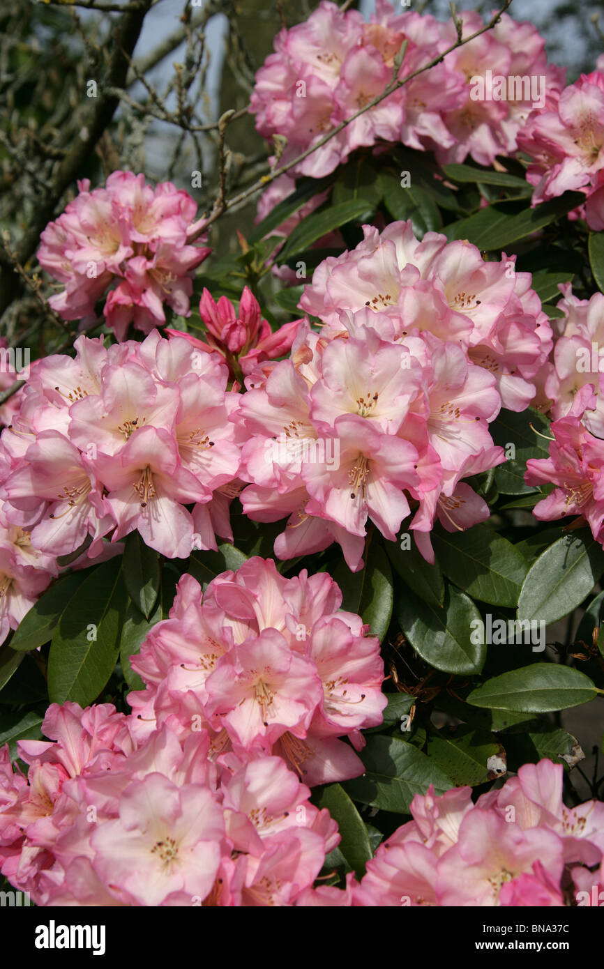 Pink Rhododendrum Picturesque pink rhododendron flower hi-res stock photography and ...
