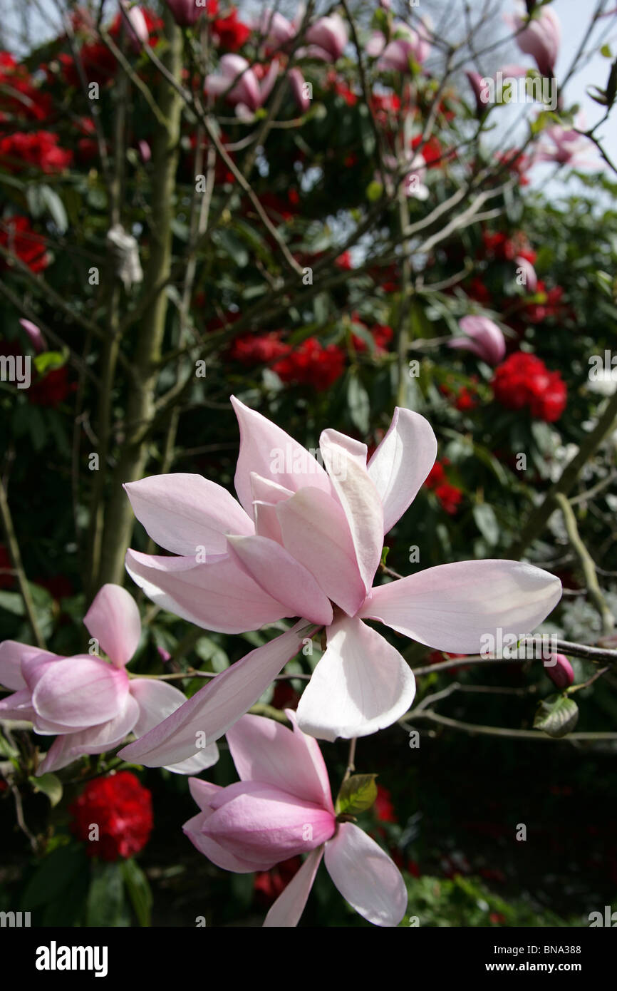 magnolia nursery collection