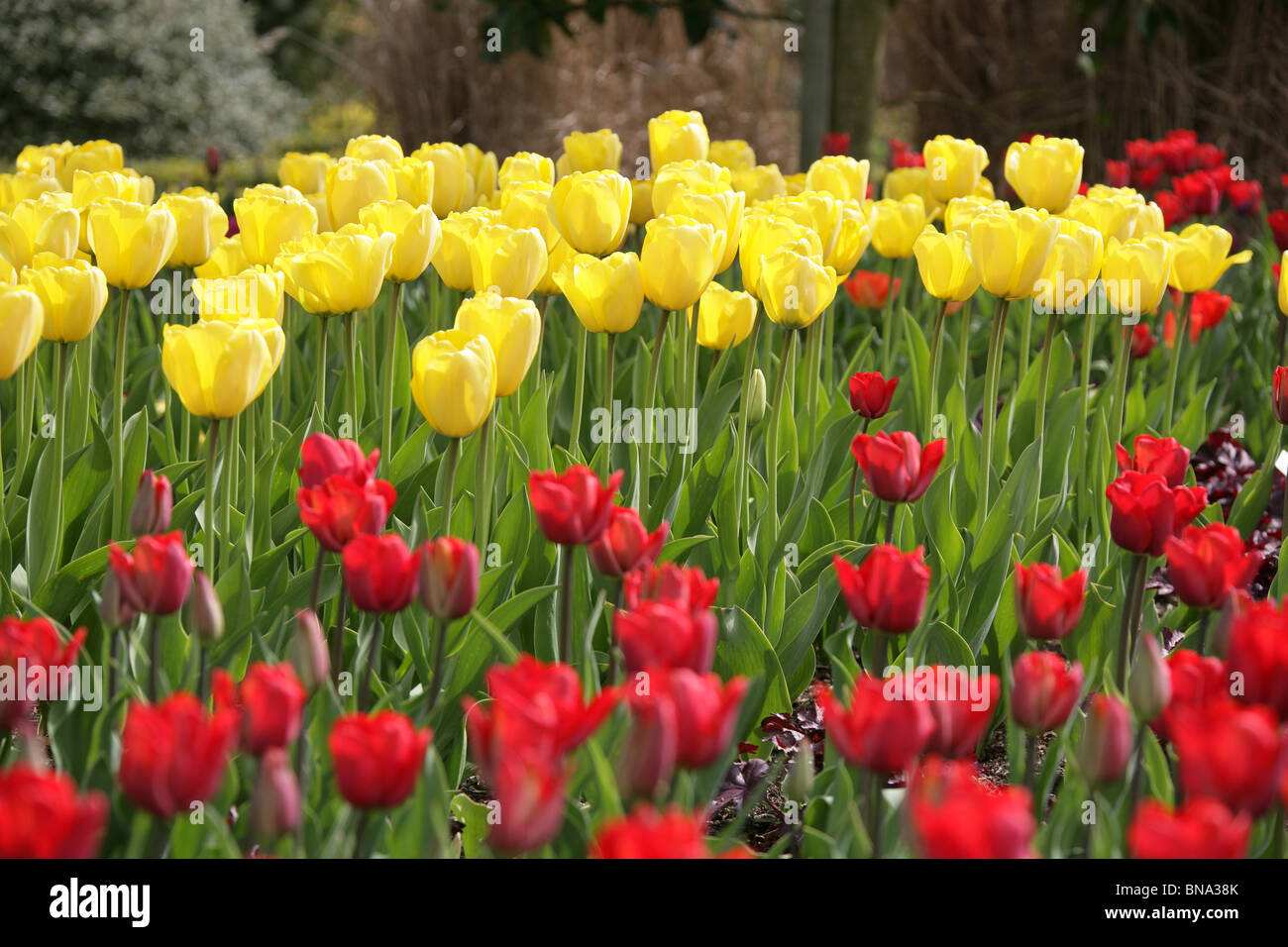 Bridgemere Nursery & Garden World. Red and yellow tulips in full bloom