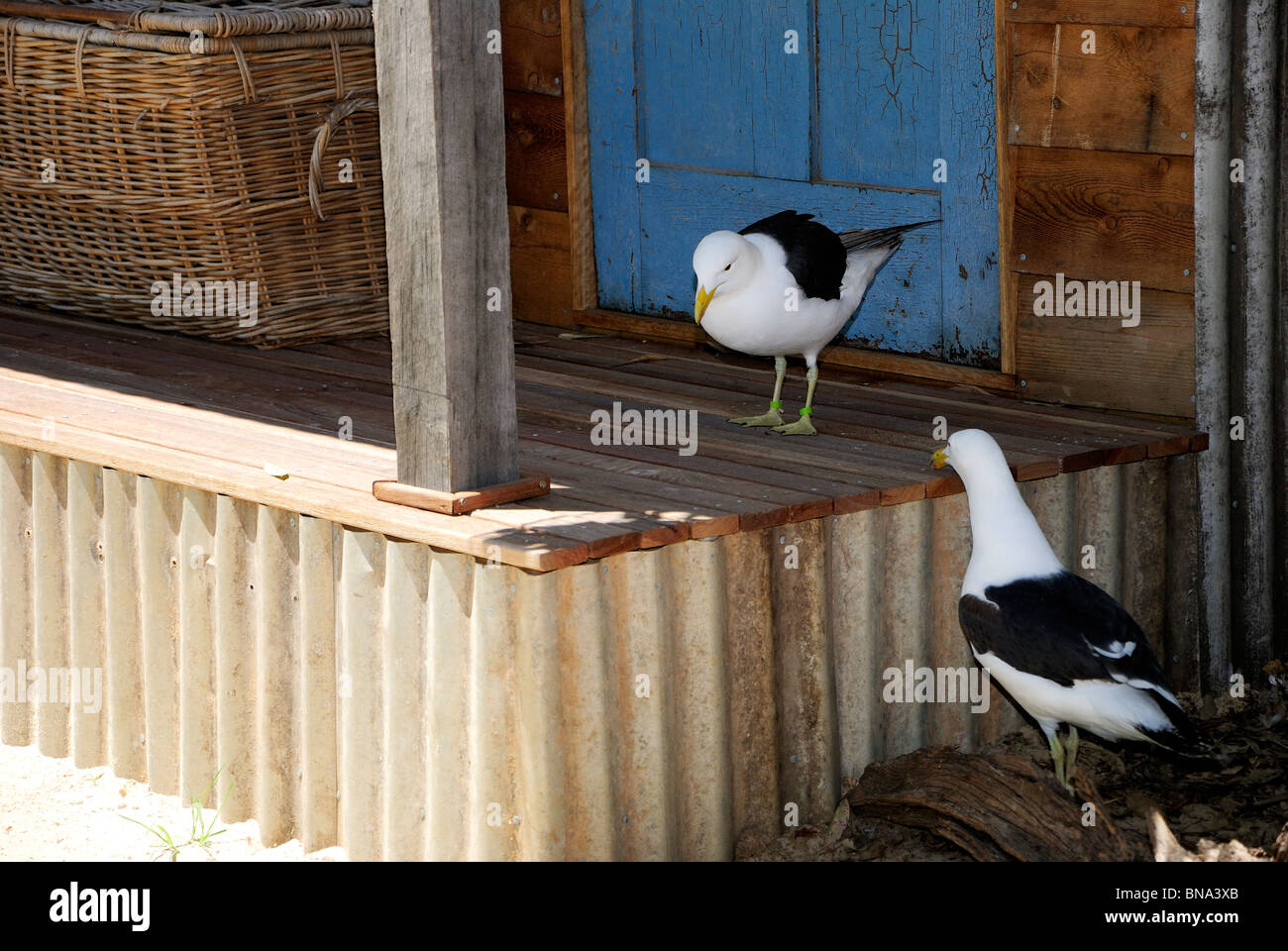 Two birds on veranda. Stock Photo