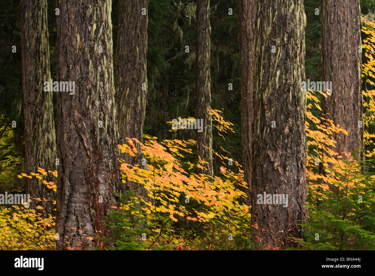 Gifford Pinchot National Forest Stock Photo