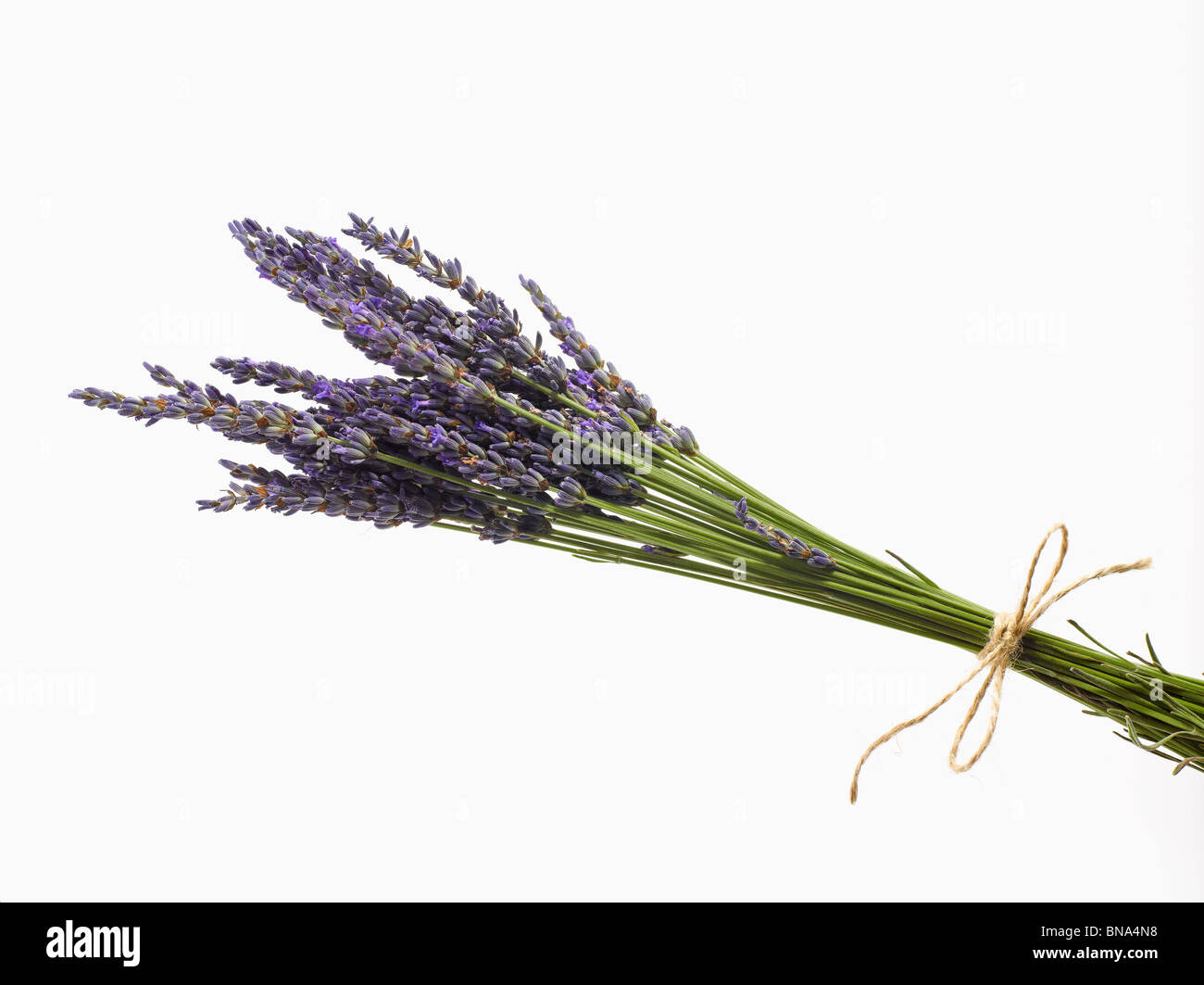 fresh lavender bouquet Stock Photo